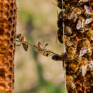 Bees on the honeycomb