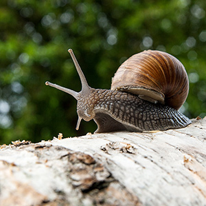 Big burgundy snail