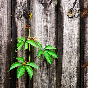 Green leaves of the wild grapes