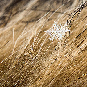 Macro view of Snowflake